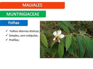  Folhas alternas dísticas;
 Simples, sem estípulas;
 Profilos;
 