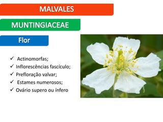  Actinomorfas;
 Inflorescências fascículo;
 Prefloração valvar;
 Estames numerosos;
 Ovário supero ou ínfero
 