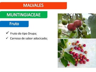  Fruto do tipo Drupa;
 Carnoso de sabor adocicado;
 
