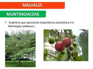  O gênero que apresenta importância econômica é o
Muntingia calabura L.
 