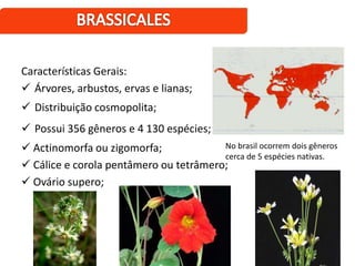Características Gerais:
 Árvores, arbustos, ervas e lianas;
 Distribuição cosmopolita;
 Possui 356 gêneros e 4 130 espécies;
 Actinomorfa ou zigomorfa;
 Cálice e corola pentâmero ou tetrâmero;
 Ovário supero;
No brasil ocorrem dois gêneros
cerca de 5 espécies nativas.
 