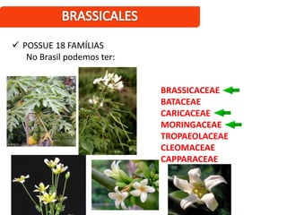  POSSUE 18 FAMÍLIAS
No Brasil podemos ter:
BRASSICACEAE
BATACEAE
CARICACEAE
MORINGACEAE
TROPAEOLACEAE
CLEOMACEAE
CAPPARACEAE
 