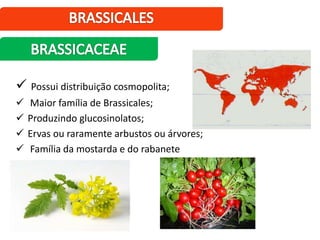  Possui distribuição cosmopolita;
 Maior família de Brassicales;
 Produzindo glucosinolatos;
 Ervas ou raramente arbustos ou árvores;
 Família da mostarda e do rabanete
 
