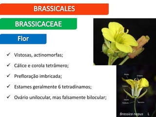  Vistosas, actinomorfas;
 Cálice e corola tetrâmero;
 Prefloração imbricada;
 Estames geralmente 6 tetradínamos;
 Ovário unilocular, mas falsamente bilocular;
Brassica napus L.
 