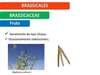  Geralmente do tipo síliqua;
 Ocasionalmente indeiscentes;
Raphanus sativus L
 