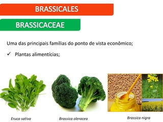 Uma das principais famílias do ponto de vista econômico;
 Plantas alimentícias;
Brassica nigraBrassica oleraceaEruca sativa
 