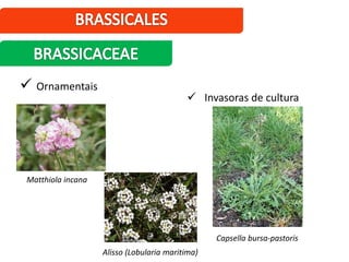 Ornamentais
Matthiola incana
Alisso (Lobularia maritima)
 Invasoras de cultura
Capsella bursa-pastoris
 