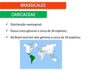  Distribuição neotropical;
 Possui cinco gêneros e cerca de 35 espécies;
 No Brasil ocorrem dois gêneros e cerca de 10 espécies;
 