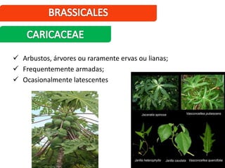  Arbustos, árvores ou raramente ervas ou lianas;
 Frequentemente armadas;
 Ocasionalmente latescentes
 
