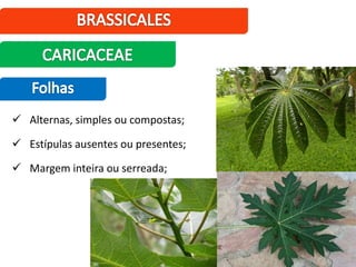  Alternas, simples ou compostas;
 Estípulas ausentes ou presentes;
 Margem inteira ou serreada;
 