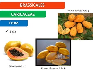  Baga
Carica papaya L
Vasconcellea quercifolia A.
Jacatia spinosa (Aubl.)
 