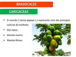  O mamão ( Carica papaya L.) representa uma das principais
culturas do nordeste;
 Dois tipos;
 Mamão-macho
 Mamão-fêmea
 