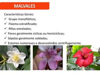 Características Gerais:
 Grupo monofilético;
 Floema estratificado;
 Pêlos estrelados;
 Flores geralmente cíclicas ou hemicíclicas;
 Sépalas geralmente soldadas;
 Estames numerosos e desenvolvidos centrifugamente;
 