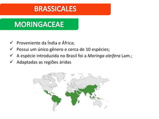  Proveniente da Índia e África;
 Possui um único gênero e cerca de 10 espécies;
 A espécie introduzida no Brasil foi a Moringa oleifera Lam.;
 Adaptadas as regiões áridas
 