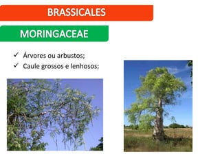  Árvores ou arbustos;
 Caule grossos e lenhosos;
 