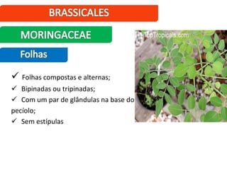  Folhas compostas e alternas;
 Bipinadas ou tripinadas;
 Com um par de glândulas na base do
pecíolo;
 Sem estípulas
 