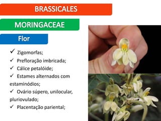  Zigomorfas;
 Prefloração imbricada;
 Cálice petalóide;
 Estames alternados com
estaminódios;
 Ovário súpero, unilocular,
pluriovulado;
 Placentação pariental;
 