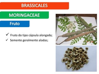  Fruto do tipo cápsula alongada;
 Semente geralmente aladas;
 