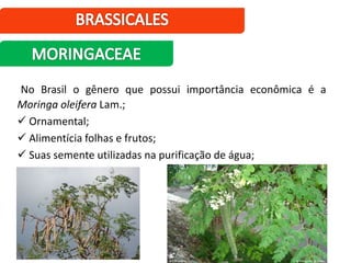 No Brasil o gênero que possui importância econômica é a
Moringa oleifera Lam.;
 Ornamental;
 Alimentícia folhas e frutos;
 Suas semente utilizadas na purificação de água;
 