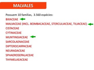 Possuem 10 famílias, 3.560 espécies:
BIXACEAE
MALVACEAE (INCL. BOMBACACEAE, STERCULIACEAE, TILIACEAE)
CISTACEAE
CYTINACEAE
MUNTINGIACEAE
SARCOLAENACEAE
DIPTEROCARPACEAE
NEURADACEAE
SPHAEROSEPALACEAE
THYMELAEACEAE
 