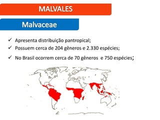  Apresenta distribuição pantropical;
 Possuem cerca de 204 gêneros e 2.330 espécies;
 No Brasil ocorrem cerca de 70 gêneros e 750 espécies;
 