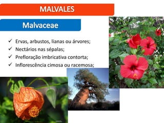  Ervas, arbustos, lianas ou árvores;
 Nectários nas sépalas;
 Prefloração imbricativa contorta;
 Inflorescência cimosa ou racemosa;
 