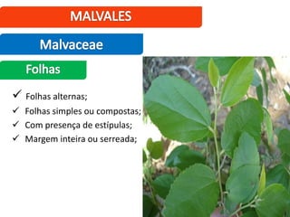  Folhas alternas;
 Folhas simples ou compostas;
 Com presença de estípulas;
 Margem inteira ou serreada;
 