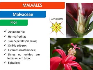  Actinomorfa;
 Hermafrodita;
 3 ou 5 pétalas/sépalas;
 Ovário súpero;
 Estames isostêmones;
 Livres ou unidos em
feixes ou em tubo;
 Epicálice;
 