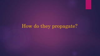 How do they propagate?
 