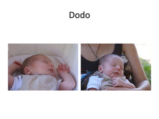 Dodo 