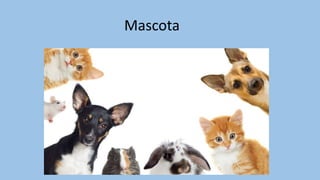 Mascota