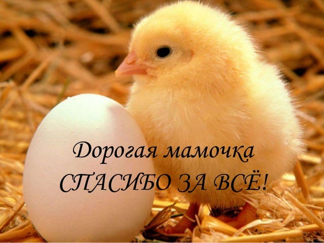 картинки спасибо мама за всё онлайн картинки спасибо мама за всё