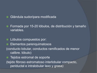  Glándula sudorípara modificada
 Formada por 15-20 lóbulos, de distribución y tamaño
variables.
 Lóbulos compuestos por:
 Elementos parenquimatosos
(conducto lobular, conductos ramificados de menor
calibre. lóbulo)
 Tejidos estromal de soporte
(tejido fibroso estromatoso interlobular compacto,
periductal e intralobular laxo y grasa)
 