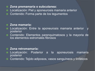  Zona premamaria o subcutanea:
 Localización: Piel y aponeurosis mamaria anterior
 Contenido: Forma parte de los tegumentos
 Zona mamaria:
 Localización: Entre la aponeurosis mamaria anterior y
posterior
 Contenido: Elementos parenquimatosos y la mayoria de
los elementos estromales fibrosos
 Zona retromamaria:
 Localización: Posterior a la aponeurosis mamaria
posterior
 Contenido: Tejido adiposos, vasos sanguíneos y linfáticos
 