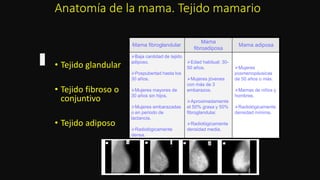 Anatomía de la mama. Tejido mamario.
• Tejido glandular
• Tejido fibroso o
conjuntivo
• Tejido adiposo
Mama fibroglandular
Mama
fibroadiposa
Mama adiposa
Baja cantidad de tejido
adiposo.
Pospubertad hasta los
30 años.
Mujeres mayores de
30 años sin hijos.
Mujeres embarazadas
o en periodo de
lactancia.
Radiológicamente
densa.
Edad habitual: 30-
50 años.
Mujeres jóvenes
con más de 3
embarazos.
Aproximadamente
el 50% grasa y 50%
fibroglandular.
Radiológicamente
densidad media.
Mujeres
posmenopáusicas
de 50 años o más.
Mamas de niños y
hombres.
Radiológicamente
densidad mínima.
 