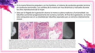 • En la mama femenina prepuber y en los hombres, el sistema de conductos grandes termina
en conductos terminales. Los cambios de la mama son mas dinámicos y marcados durante
los años reproductivos de la mujer.
• Solo con la llegada de la gestación alcanza la mama su plena madurez y funcionalidad. Los
lobulillos aumentan progresivamente de numero y tamaño. Al final de la gestación, la mama
esta compuesta casi en su totalidad por lobulillos separados por un estroma relativamente
escaso
 