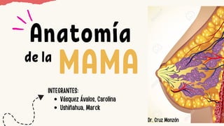 Anatomía
MAMA
de la
Dr. Cruz Monzón
Vásquez Ávalos, Carolina
Ushiñahua, Marck
INTEGRANTES:
 