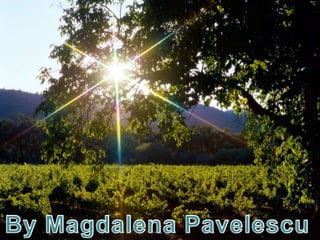 By Magdalena Pavelescu