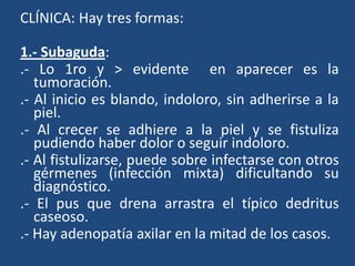 CLÍNICA: Hay tres formas:
1.- Subaguda:
.- Lo 1ro y > evidente en aparecer es la
tumoración.
.- Al inicio es blando, indoloro, sin adherirse a la
piel.
.- Al crecer se adhiere a la piel y se fistuliza
pudiendo haber dolor o seguir indoloro.
.- Al fistulizarse, puede sobre infectarse con otros
gérmenes (infección mixta) dificultando su
diagnóstico.
.- El pus que drena arrastra el típico dedritus
caseoso.
.- Hay adenopatía axilar en la mitad de los casos.
 