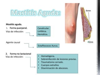 Mastitis aguda.
1. Forma puerperal.
Vías de infección:

Canalicular.
Linfática.
Hemática.

Agente causal
Estafilococos Aurus.
2. Forma no lactacional
Vías de infección:

•
•
•
•
•

Hematógena.
Sobreinfección de lesiones previas.
Traumatismo cerrado.
Cuerpos extraños
Diseminación de abscesos.

 