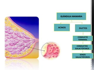 GLÁNDULA MAMARIA

ACINOS

DUCTOS

CONDUCTO
TERMINAL
CONDUCTOS
GALACTÓFOROS
SENOS
GALACTÓFOROS

 