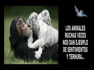 LOS ANIMALES  MUCHAS VECES NOS DAN EJEMPLO DE SENTIMIENTOS Y TERNURA... 
