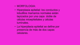 • MORFOLOGIA:
• Hiperplasia epitelial: los conductos y
lobulillos mamarios normales están
tapizados por una capa doble de
células mioepiteliales y células
luminales.
• La hiperplasia epitelial se define por
presencia de más de dos capas
celulares.
 
