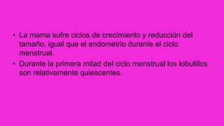 • La mama sufre ciclos de crecimiento y reducción del
tamaño, igual que el endometrio durante el ciclo
menstrual.
• Durante la primera mitad del ciclo menstrual los lobulillos
son relativamente quiescentes.
 
