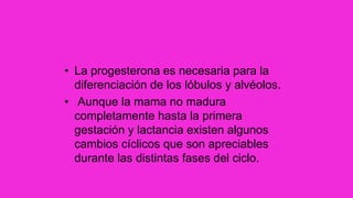 • La progesterona es necesaria para la
diferenciación de los lóbulos y alvéolos.
• Aunque la mama no madura
completamente hasta la primera
gestación y lactancia existen algunos
cambios cíclicos que son apreciables
durante las distintas fases del ciclo.
 