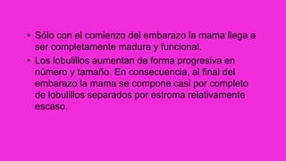 • Sólo con el comienzo del embarazo la mama llega a
ser completamente madura y funcional.
• Los lobulillos aumentan de forma progresiva en
número y tamaño. En consecuencia, al final del
embarazo la mama se compone casi por completo
de lobulillos separados por estroma relativamente
escaso.
 