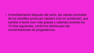 • Inmediatamente después del parto, las células luminales
de los lobulillos producen calostro (rico en proteínas), que
cambia a leche (con más grasas y calorías) durante los
10 días siguientes, conforme disminuyen las
concentraciones de progesterona.
 