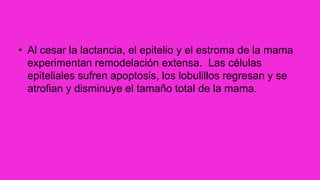 • Al cesar la lactancia, el epitelio y el estroma de la mama
experimentan remodelación extensa. Las células
epiteliales sufren apoptosis, los lobulillos regresan y se
atrofian y disminuye el tamaño total de la mama.
 