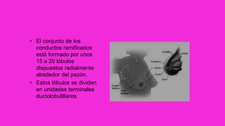 • El conjunto de los
conductos ramificados
está formado por unos
15 a 20 lóbulos
dispuestos radialmente
alrededor del pezón.
• Estos lóbulos se dividen
en unidades terminales
ductolobulillares.
 