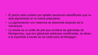 • El pezón está cubierto por epitelio escamoso estratificado que no
está pigmentado en la mama prepuberal.
• La pigmentación con melanina se desarrolla después de la
menarquía.
• La areola es un anillo de piel que contiene las glándulas de
Montgomery, que son glándulas sebáceas modificadas, se abren
a la superficie a través de los tubérculos de Morgagni.
 